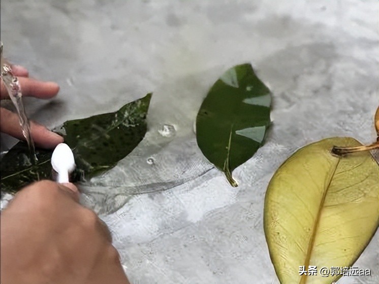 靠树叶一年赚8000万,一片树叶卖7000元