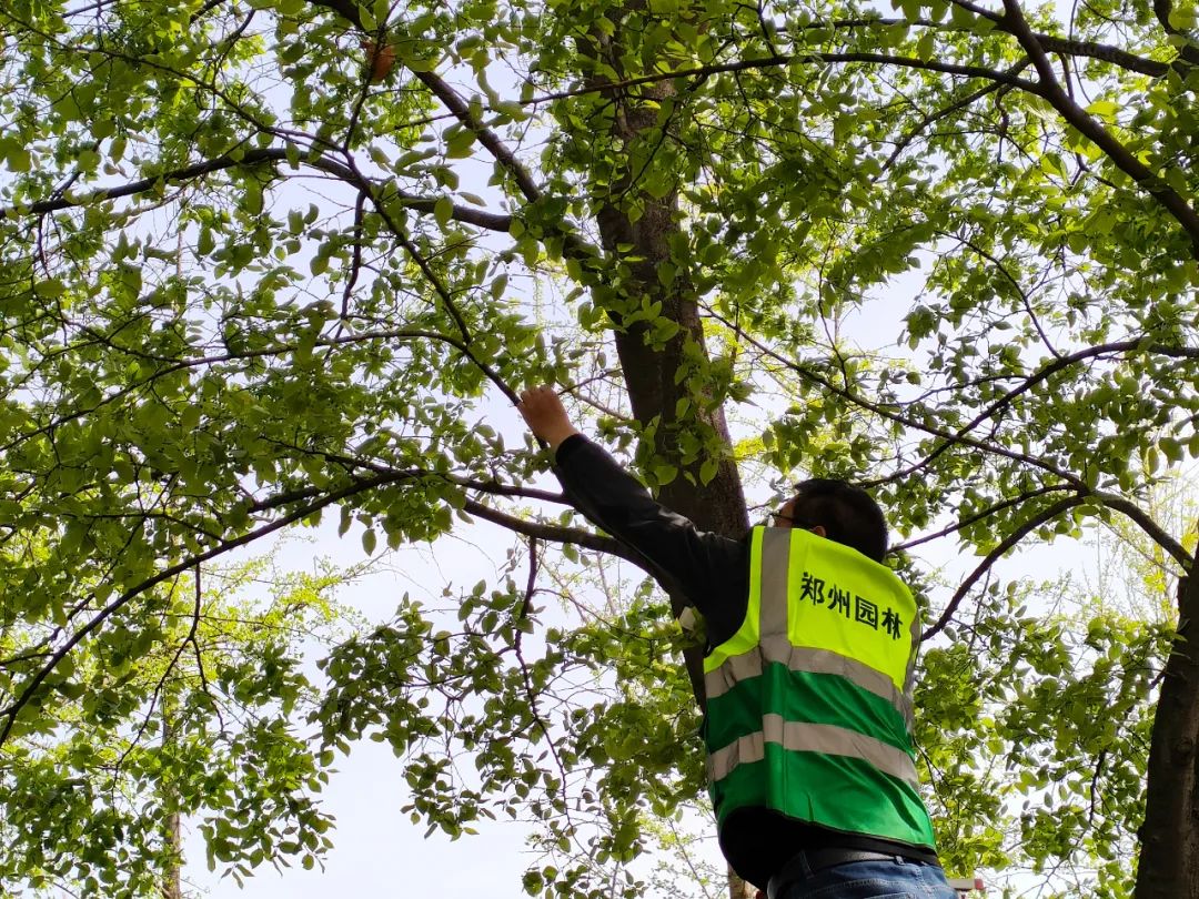 以虫治虫保护生态:济源“异色瓢虫”走进郑州园林