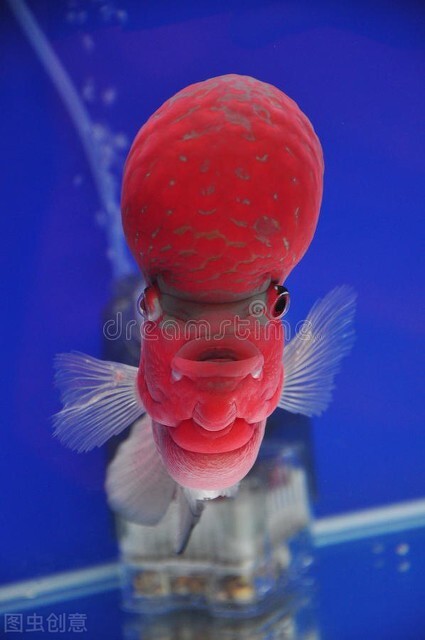 祝福朋友们虎年大吉年年发大财,祝福大家虎年大吉年年发大财