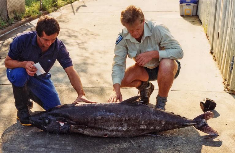 油鱼危害,巴马油鱼吃了会漏油吗