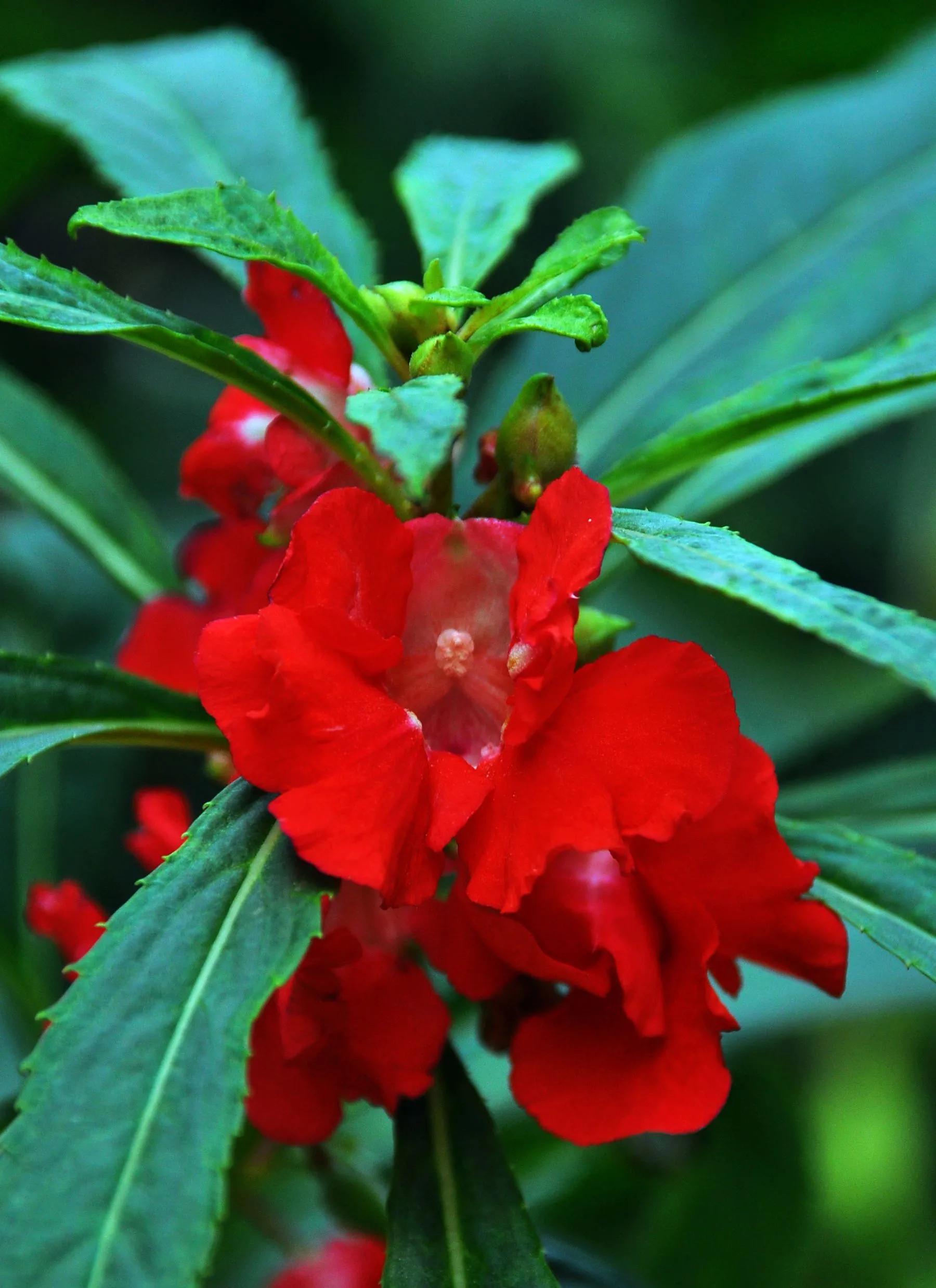 凤仙花种植方法,凤仙花