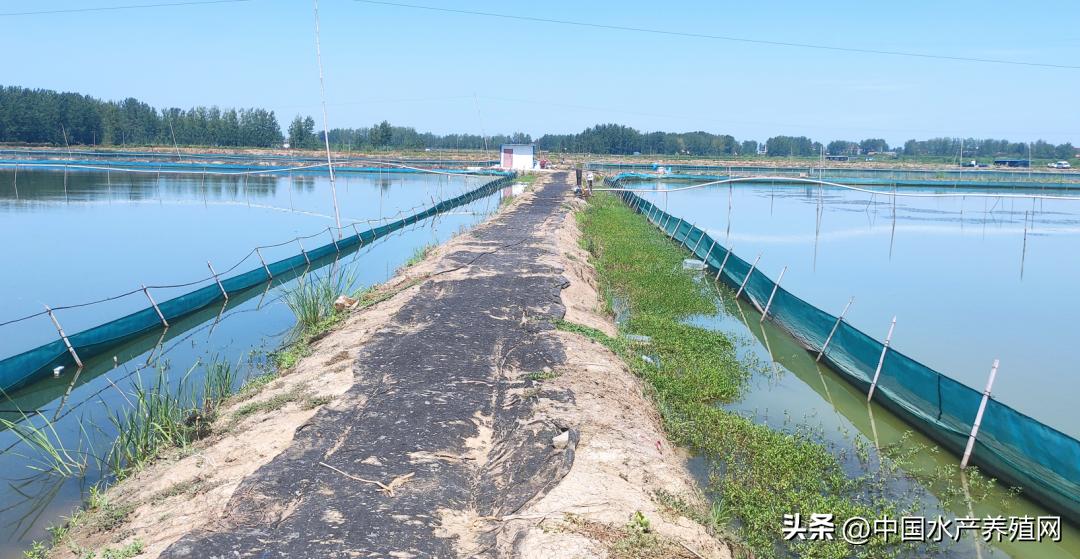 养蟹一亩能挣多少钱,养1亩鱼塘螃蟹的利润