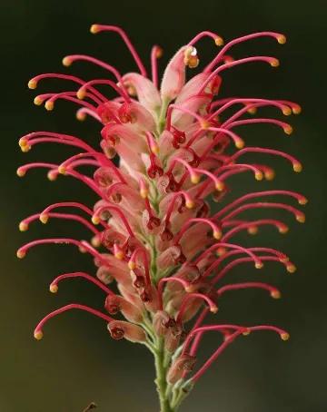 奇花异草是一道道亮丽的风景线,五彩缤纷的春天奇花异草