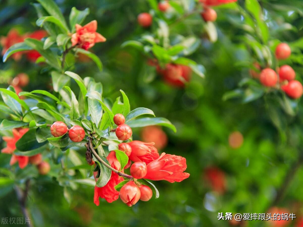 十二花神图谱完整版,工笔画十二花神欣赏