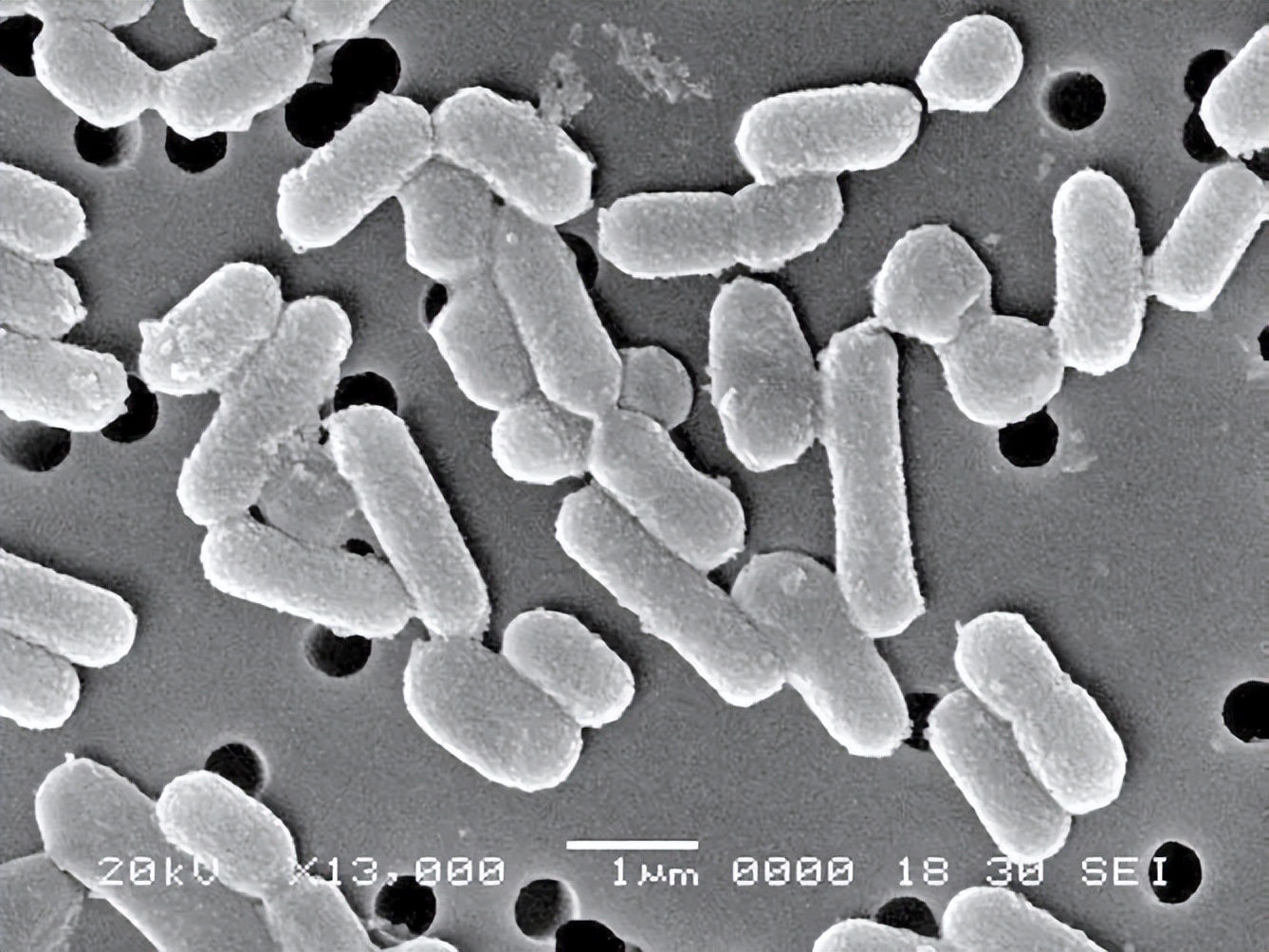 客观认识植物乳杆菌,L.plantarum及其健康益处