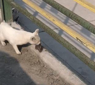 老鼠多别用老鼠药！只要3勺大米，老鼠来一灭一只，连窝一锅端