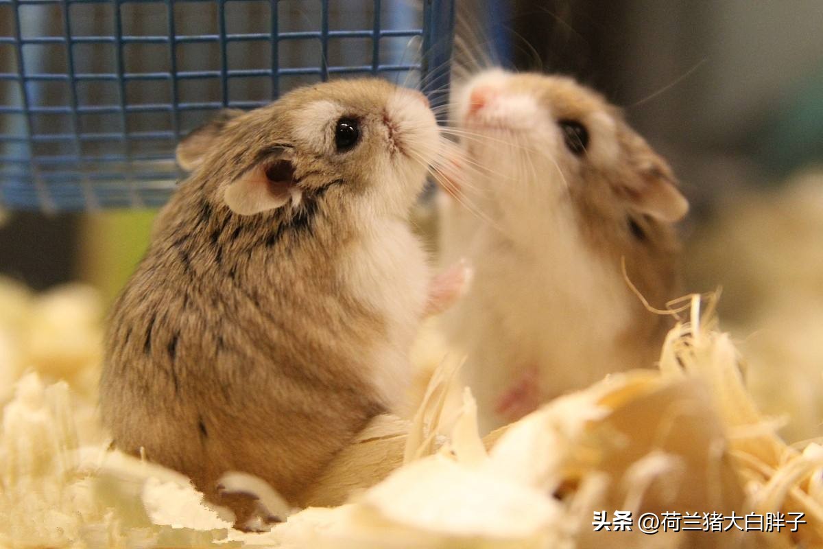 仓鼠磨牙石是用什么做的,仓鼠磨牙石怎么选