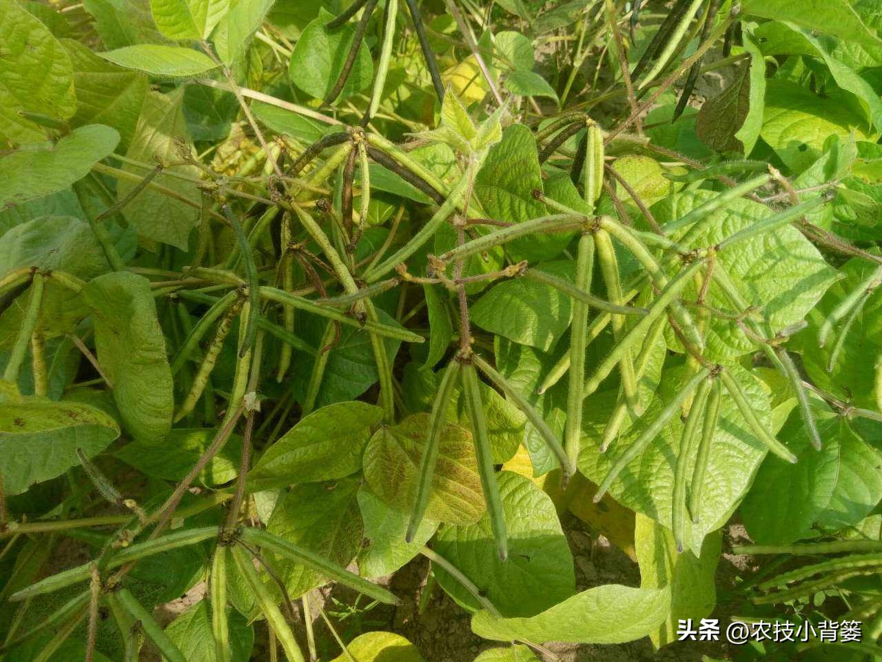绿豆种植方法及种植时间,绿豆怎么种植和生长过程