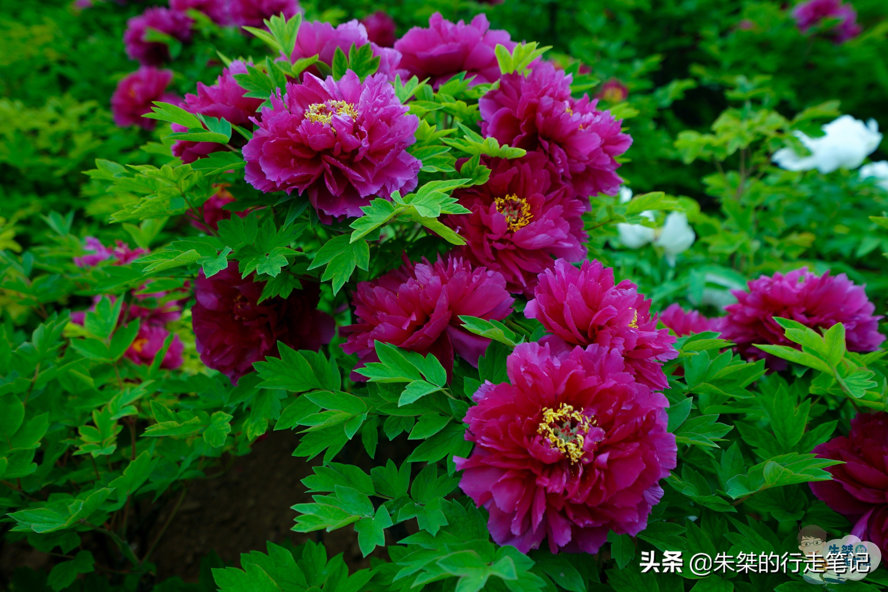 我国唯一一座以花为名的城市,中国唯一一个以花为名的城市