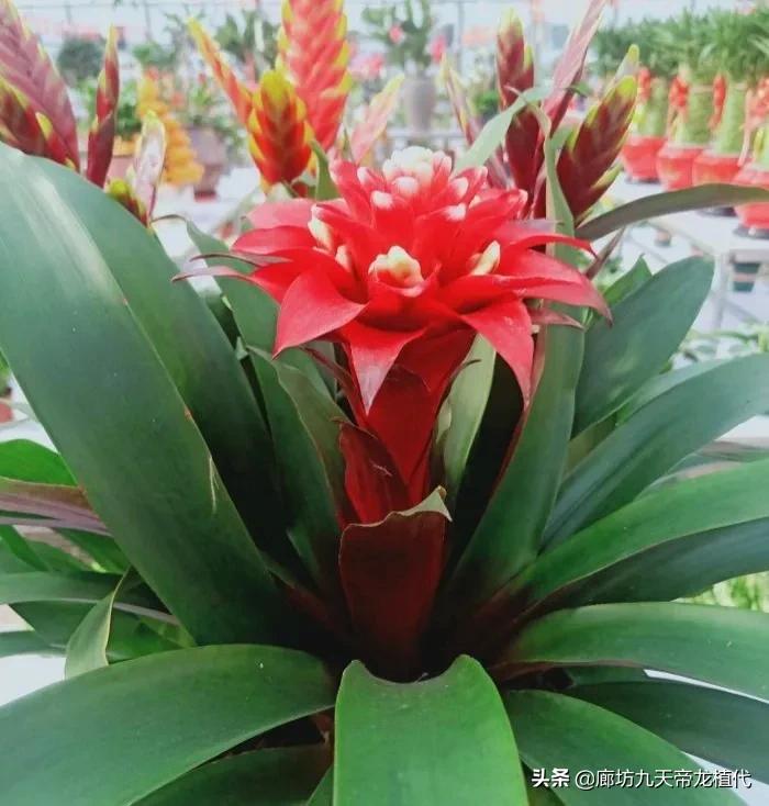 廊坊九天花卉市场,九天花卉市场植物