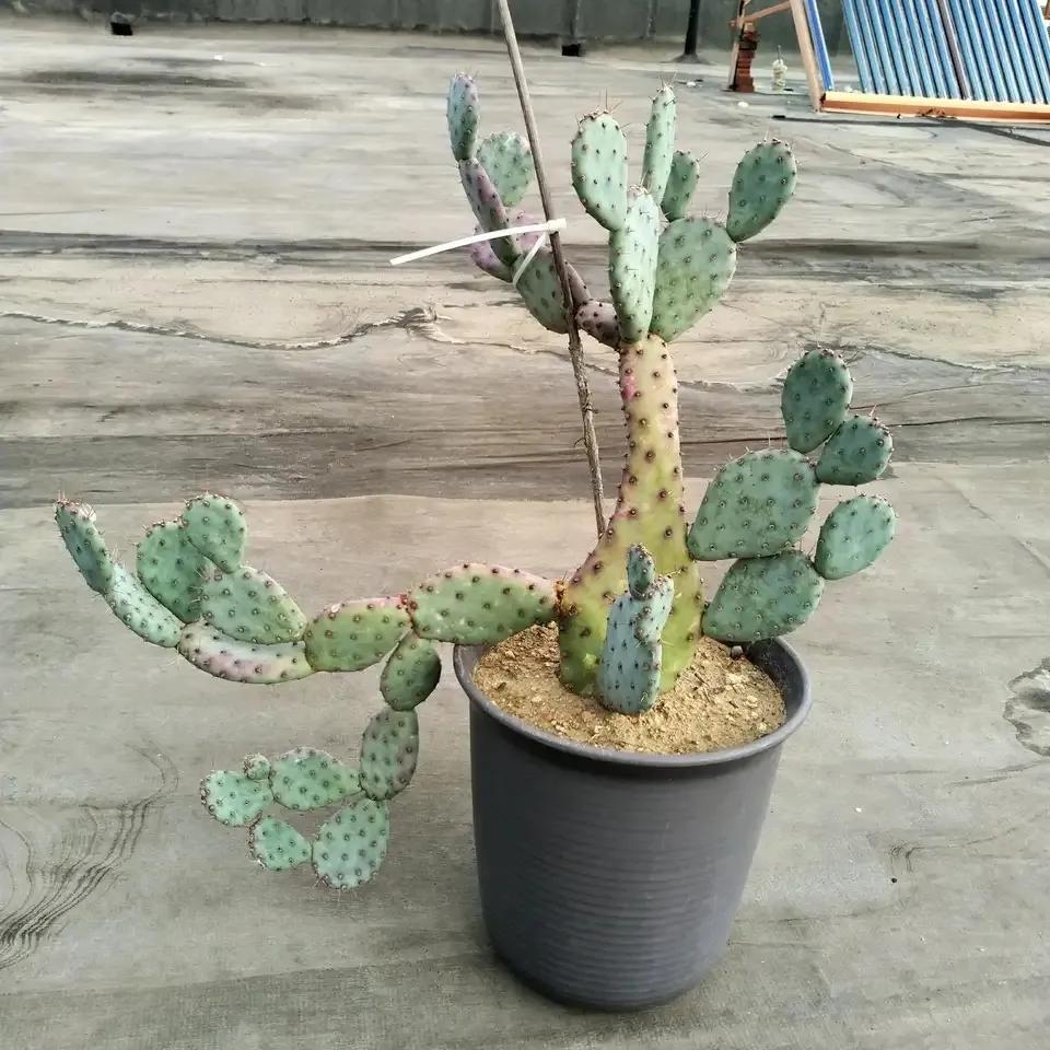 哪些花卉吸甲醛最好,室内哪些绿植可以吸甲醛