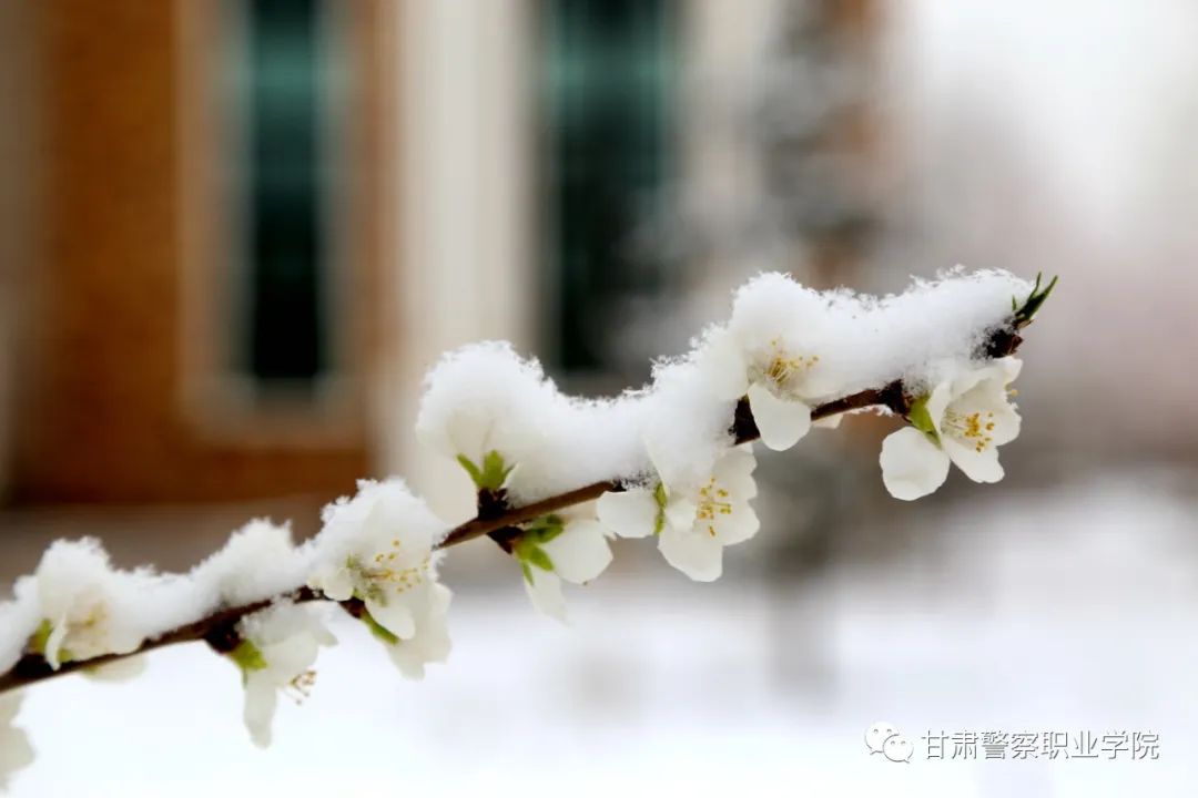 甘肃警察职业学院2024年招生计划,甘肃警察职业学院22年招生简章