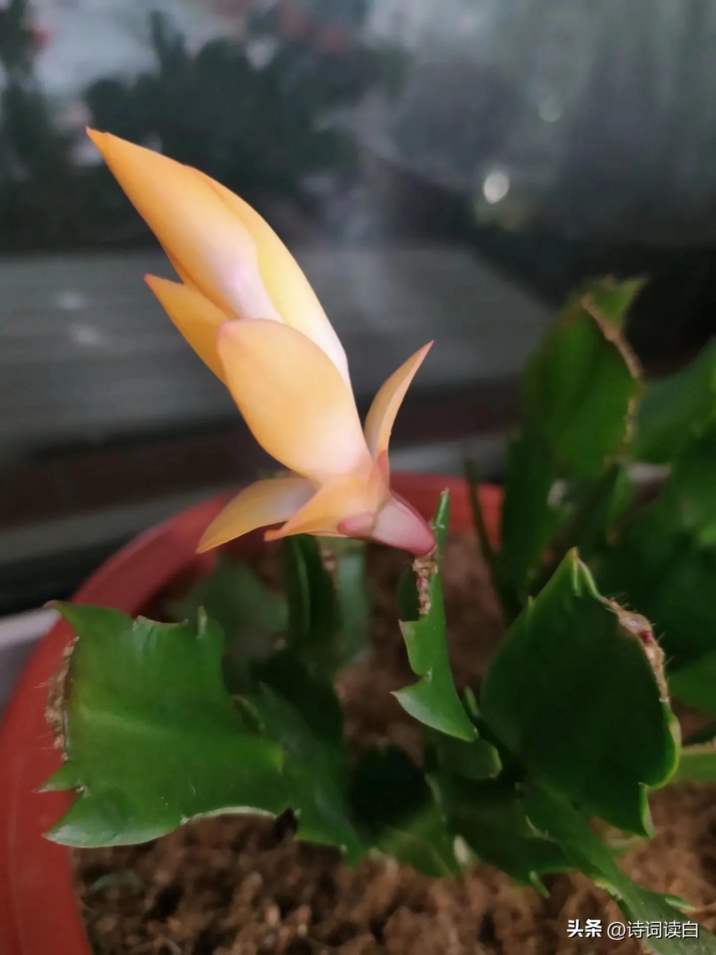 诗词读白春日暖阳题图赋诗一组