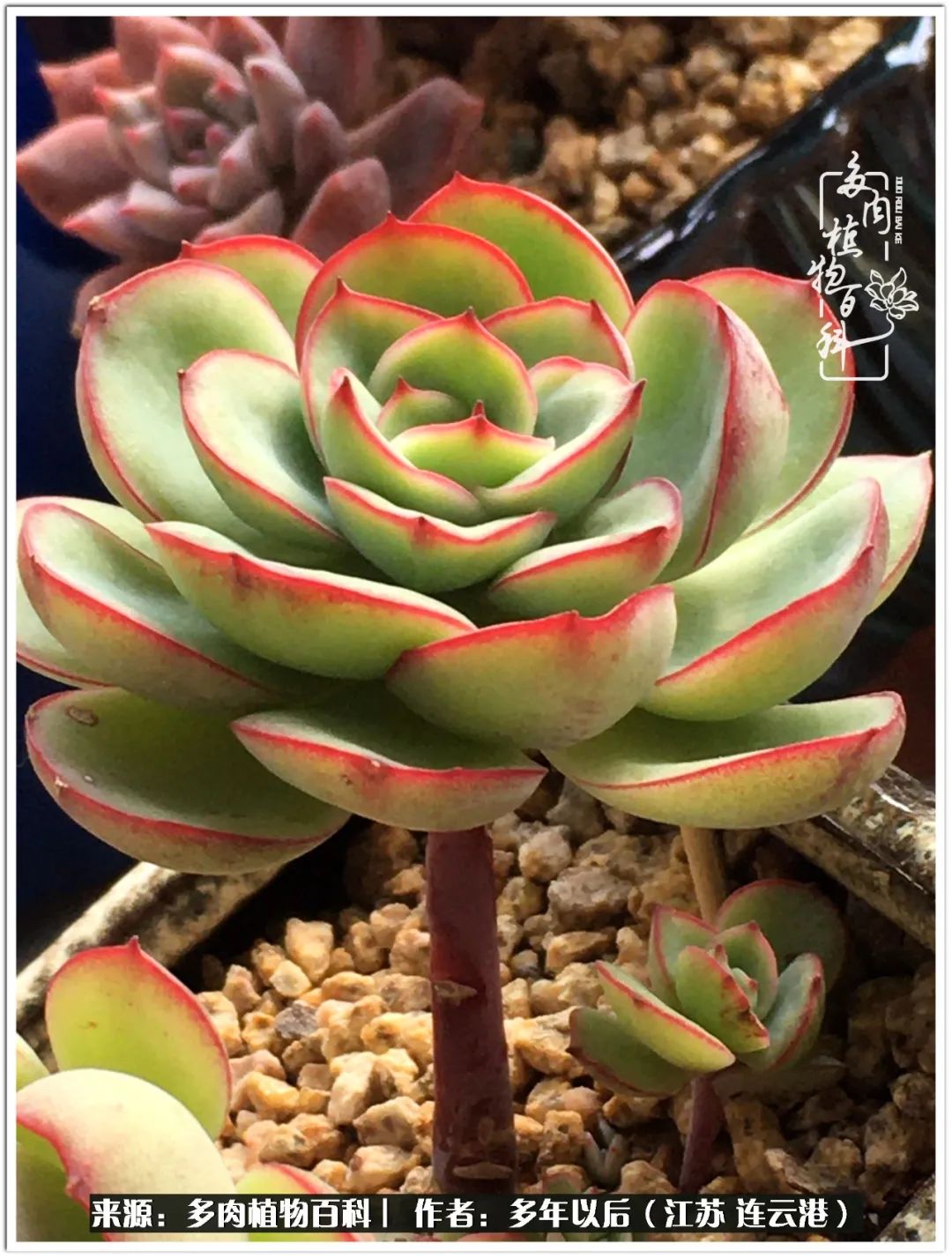 我若不弃，愿你不负我所期