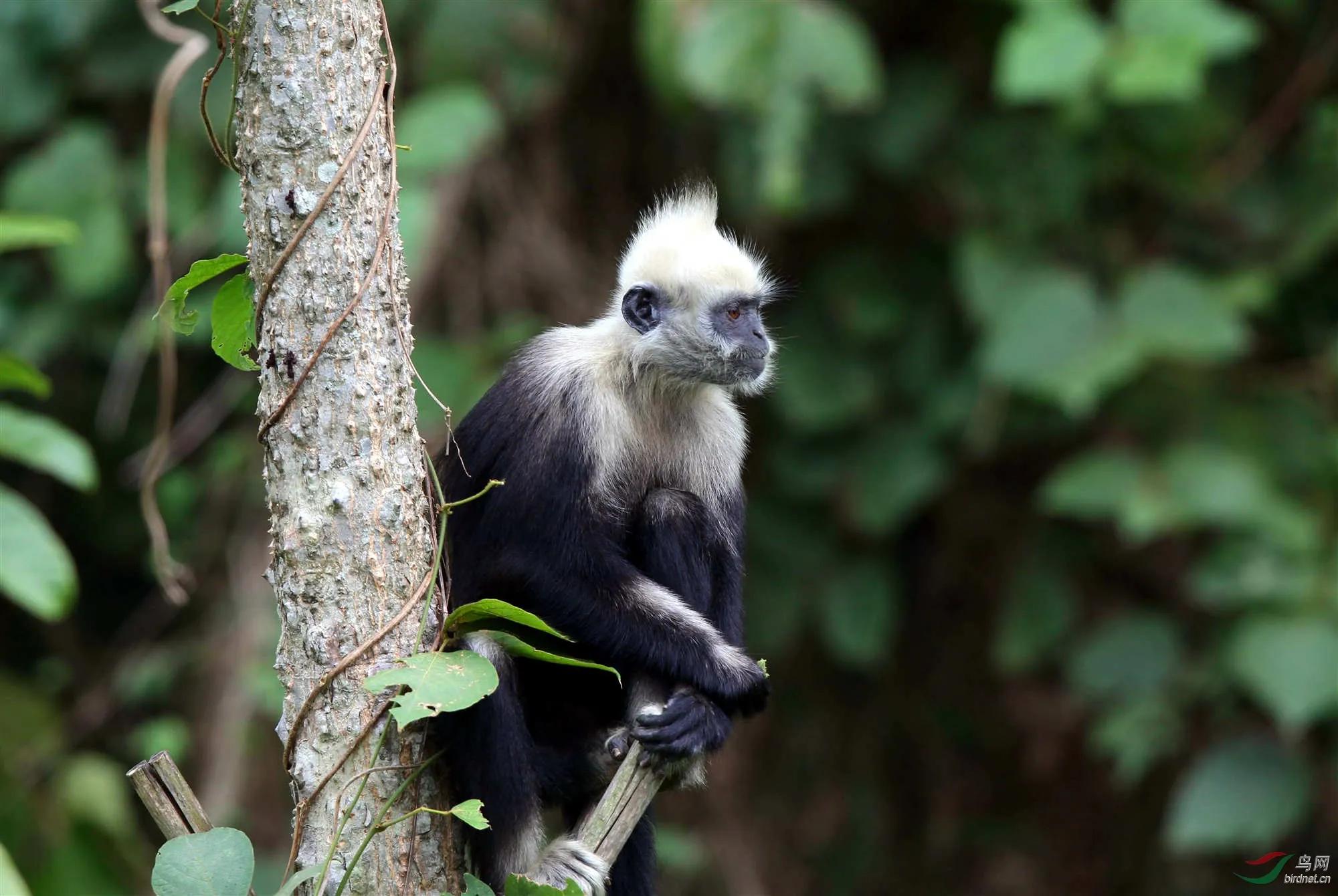 广州长隆野生动物世界有大象吗,广州长隆野生动物世界有多少动物