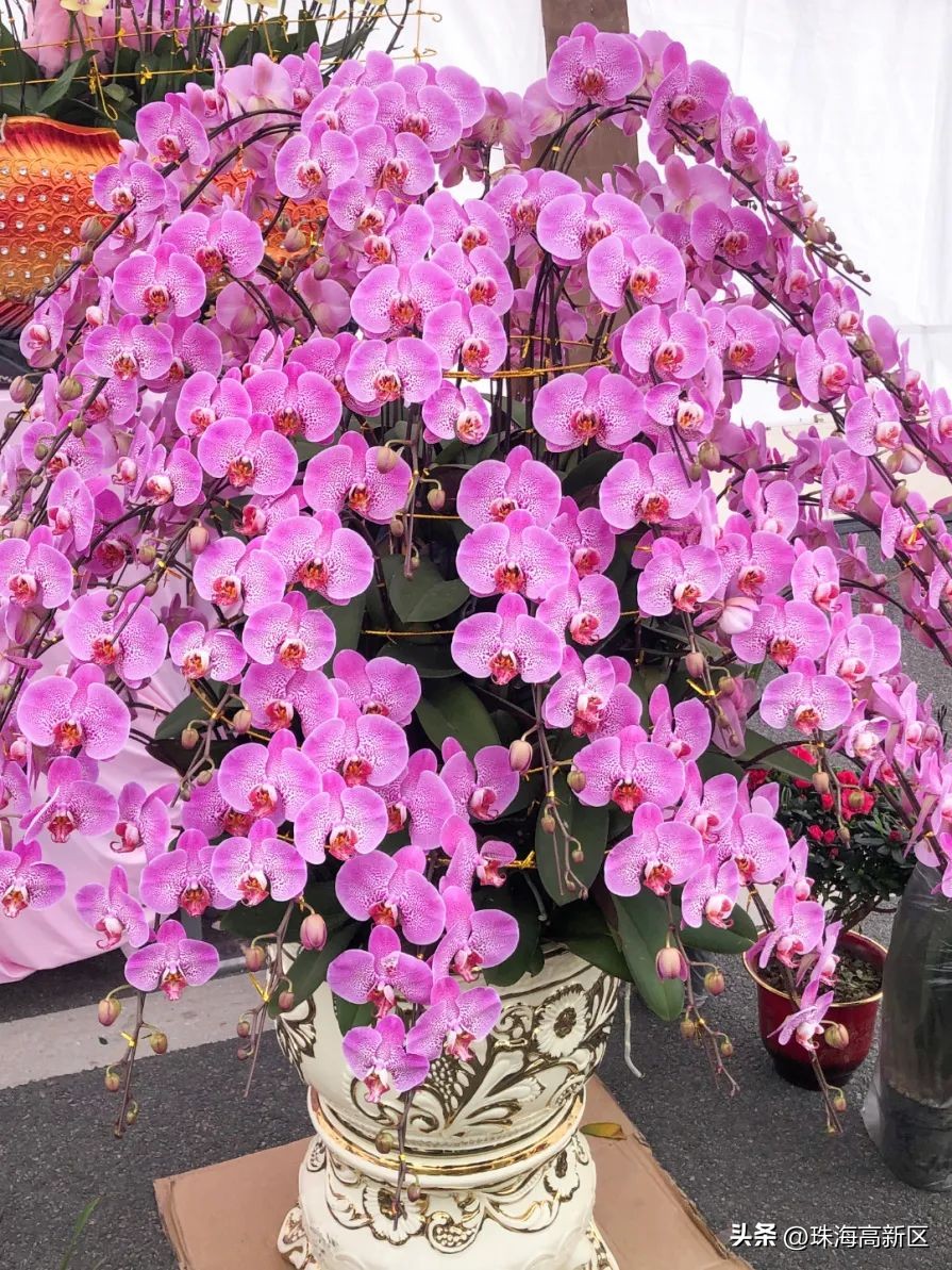 珠海花市最新消息,珠海市区花市