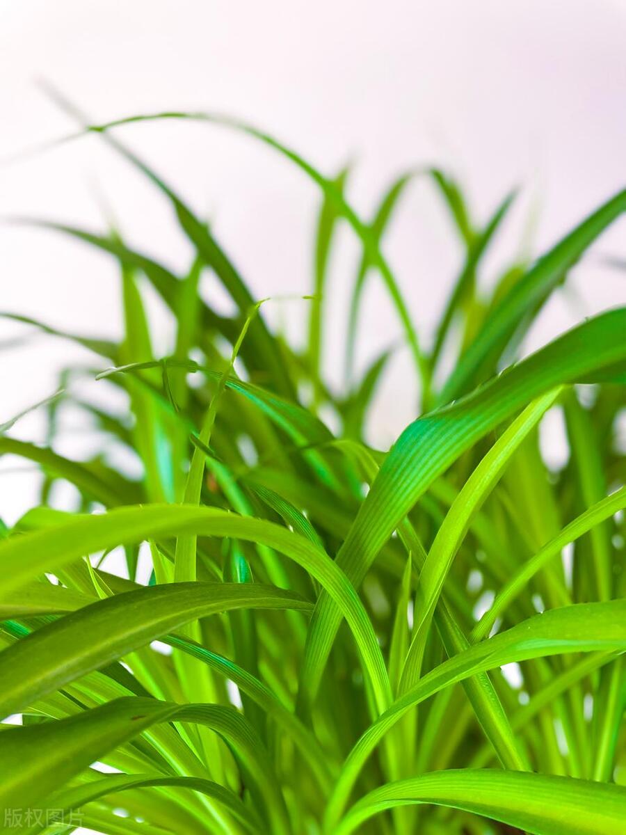 吊兰生虫子了怎么办,吊兰水培烂根长虫子