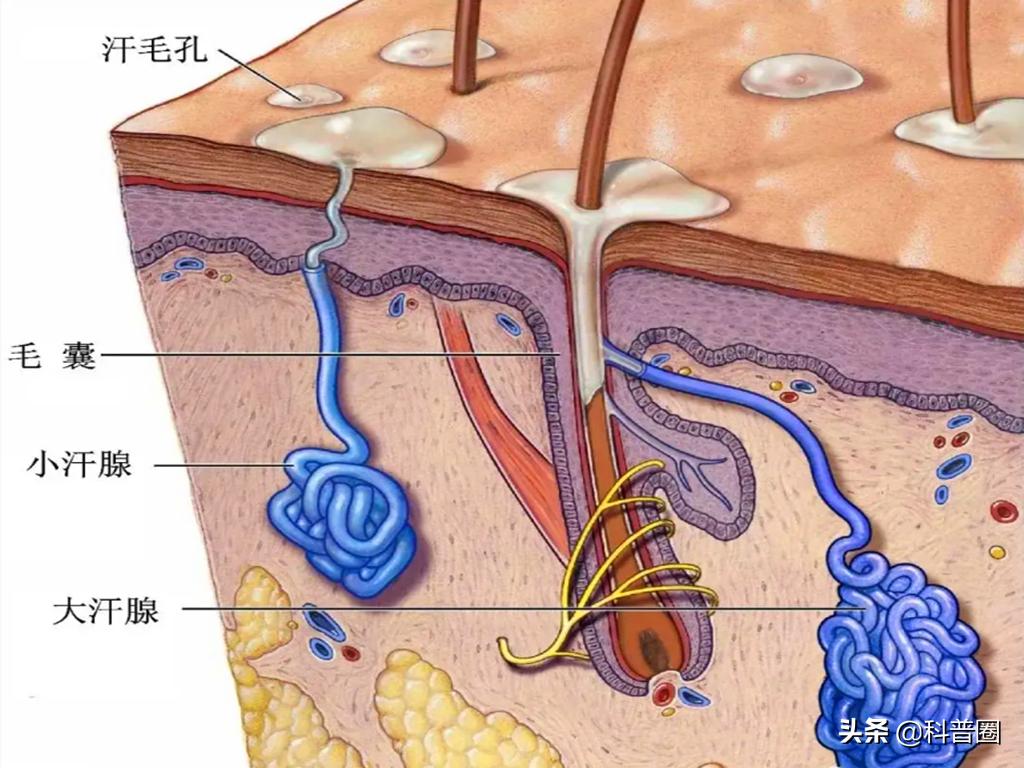 狐臭是怎么产生的？科学证实：有狐臭正常，没狐臭才是“变异者”