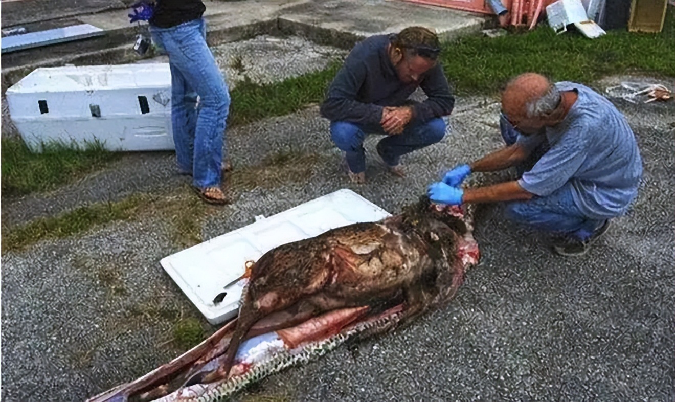 文胸、高尔夫、炮弹、珍珠、*物文**，盘点这些从动物肚里发现的东西