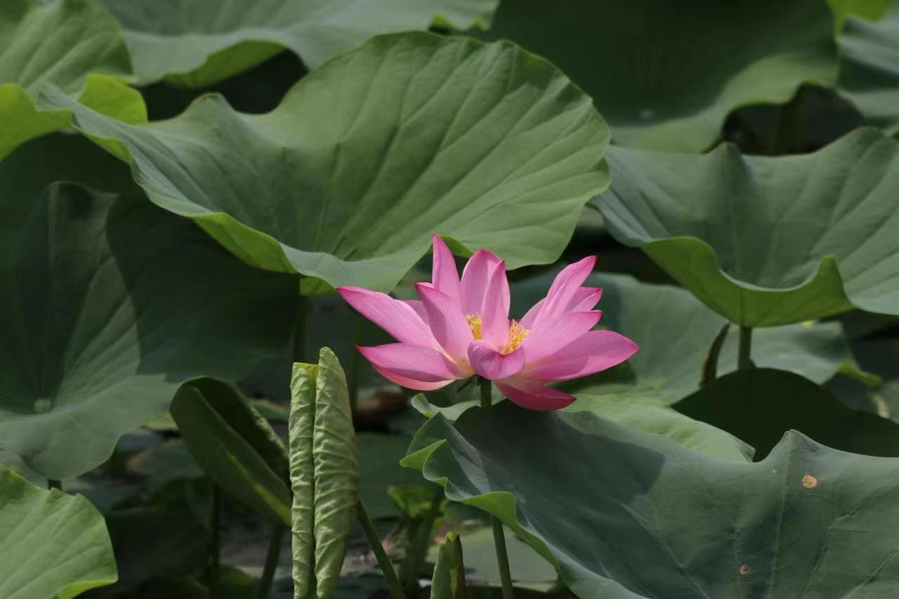 夏日已至赏荷正当时,洛阳赏荷游园