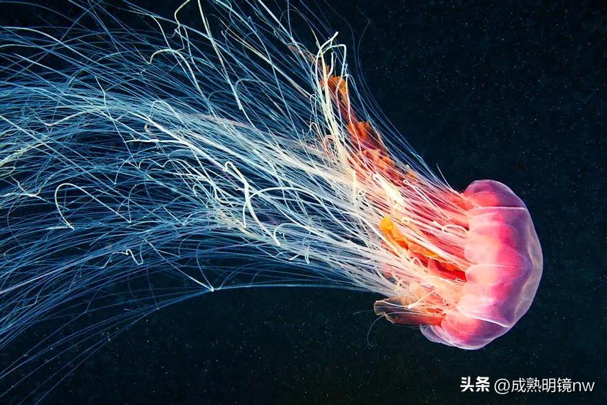 奇怪又美丽的水母,透明漂亮的水母