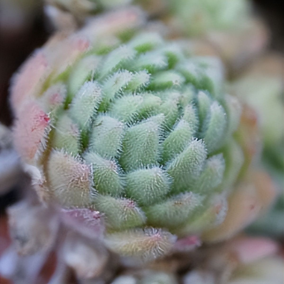 102个大类近500个多肉植物图片，都极其美丽，建议在家中也养一盆