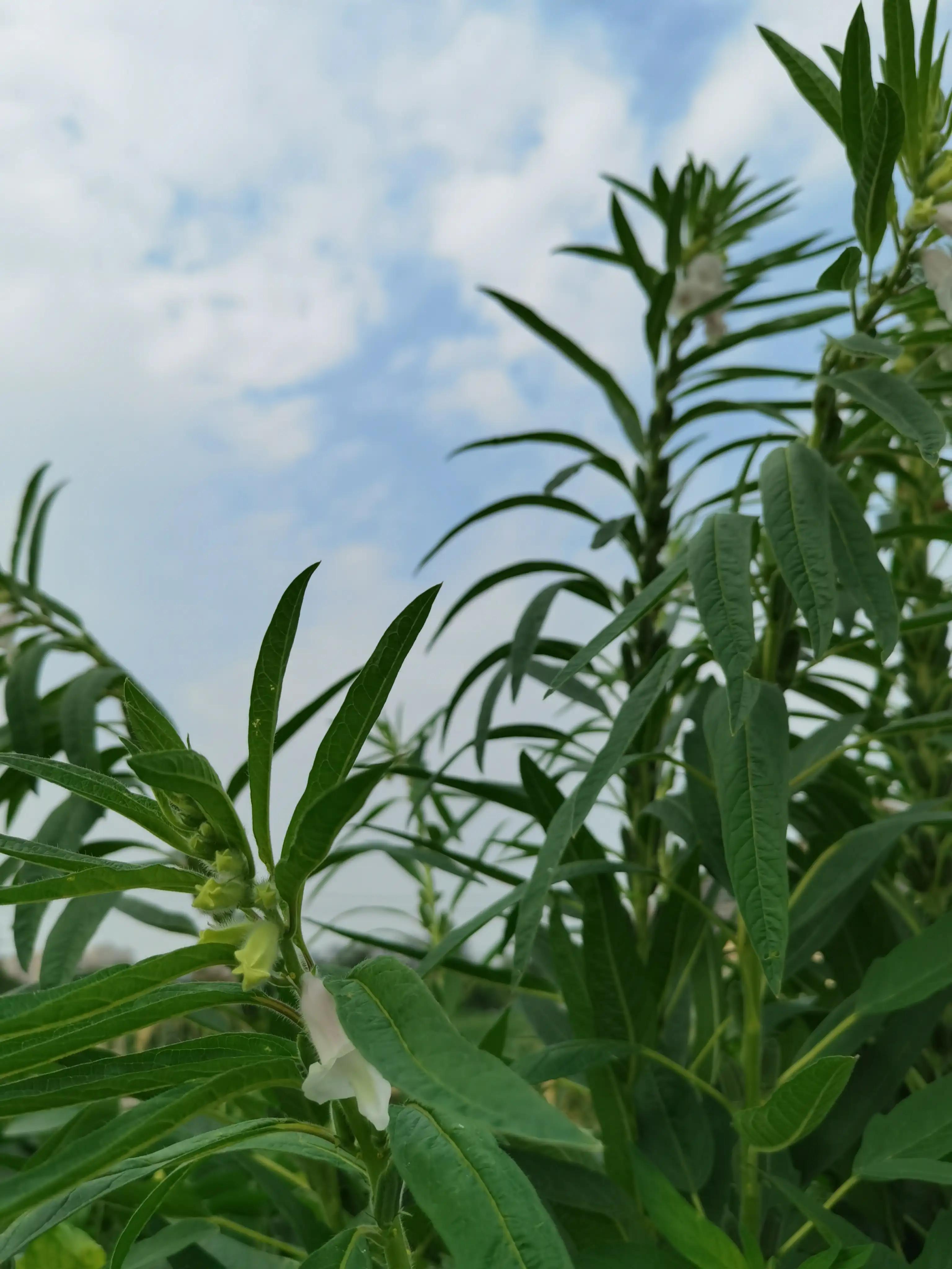 婴语奶声奶气,婴语声音视频