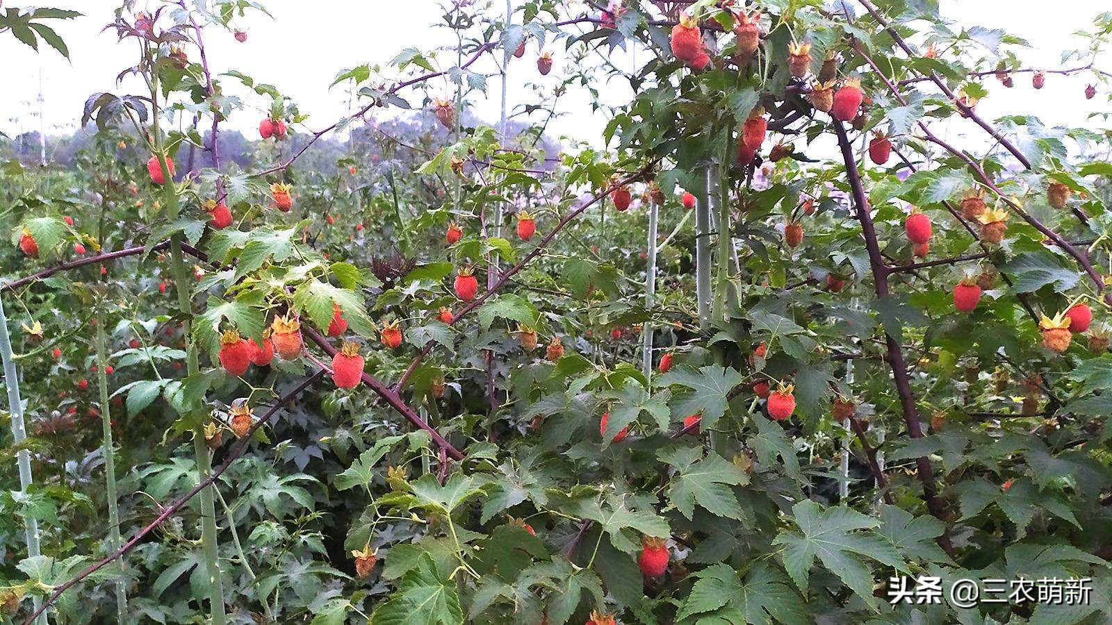 树莓在农村叫什么,树莓口感特别好阳台小院均可种植