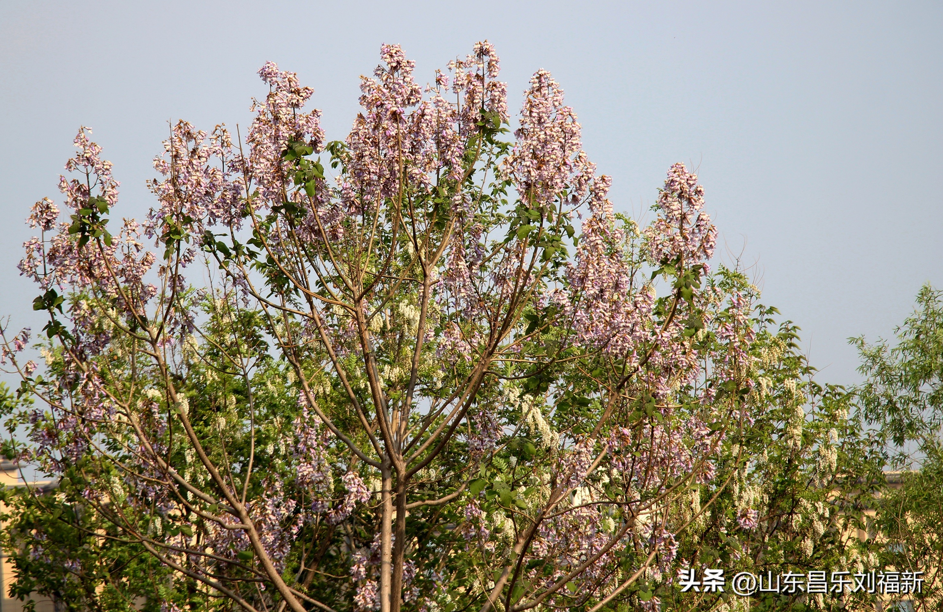 洋槐花·万马奔腾电器·鄌郚医院贴膏药