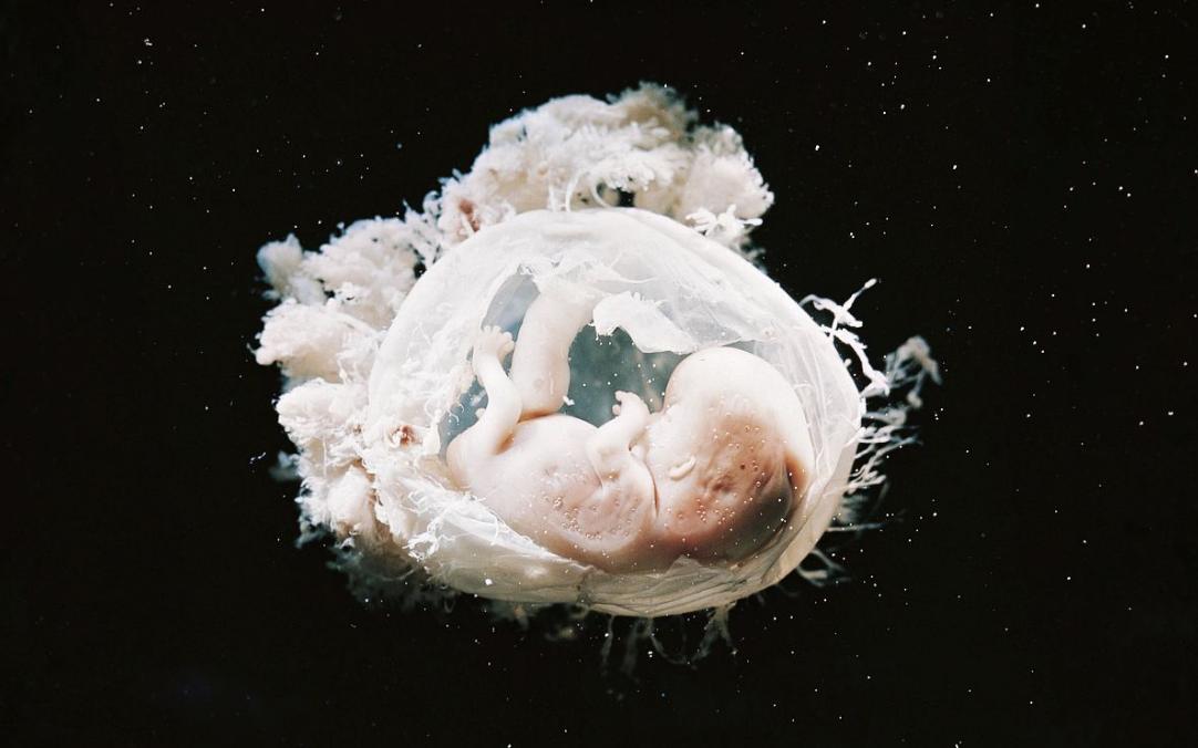 为什么日本人要杂交胚胎实验,日本人的杂交实验成功了吗