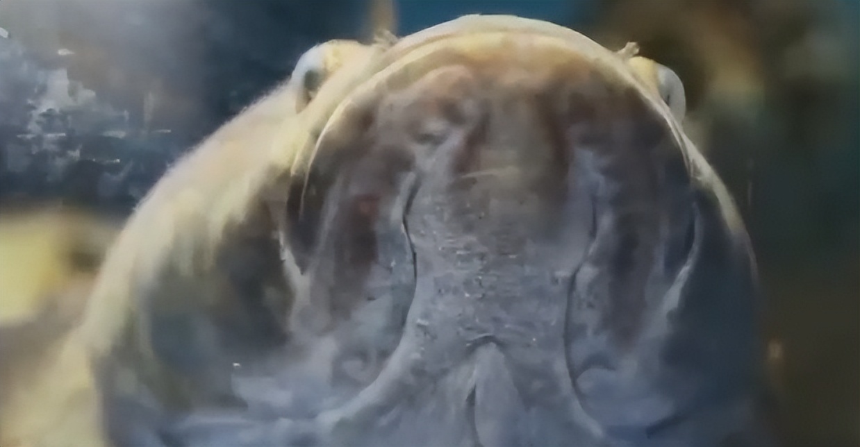 农村大叔用火养鱼年入千万,江西大叔深山养鱼一年收入几百万