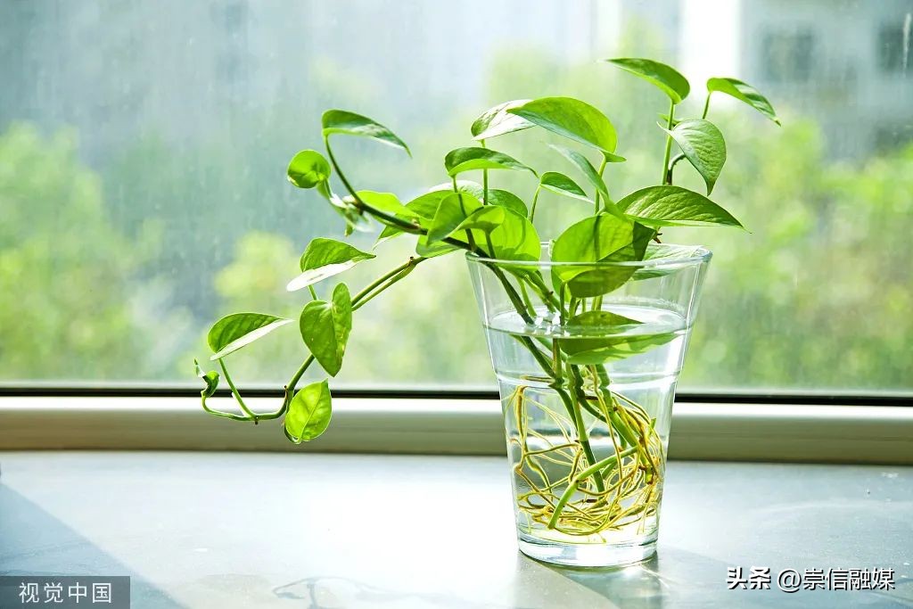 养的植物半死不活,十大养不死的植物排名