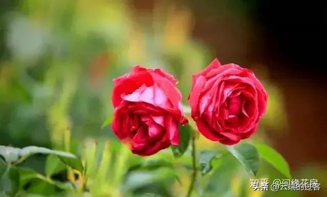 1到99朵玫瑰的含义图片,1到99朵玫瑰花语是什么