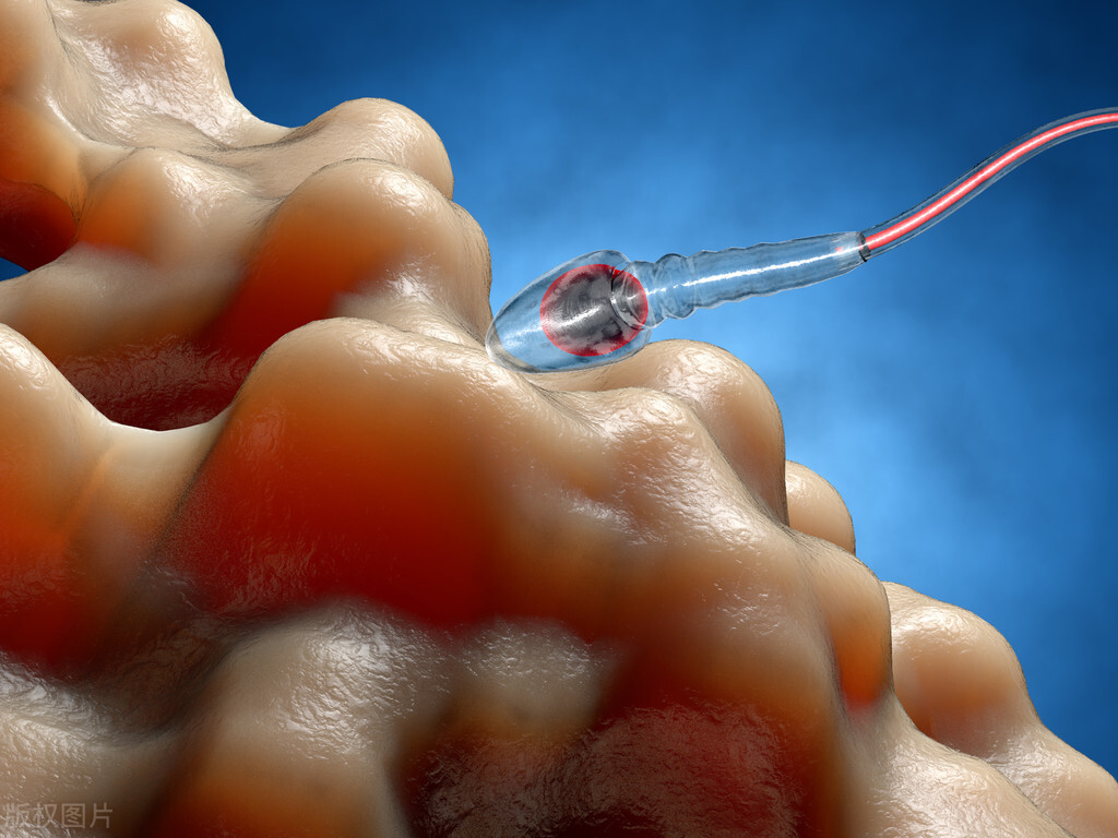 从胎停到抱娃：8种超级膳食，为健康强壮小蝌蚪助力