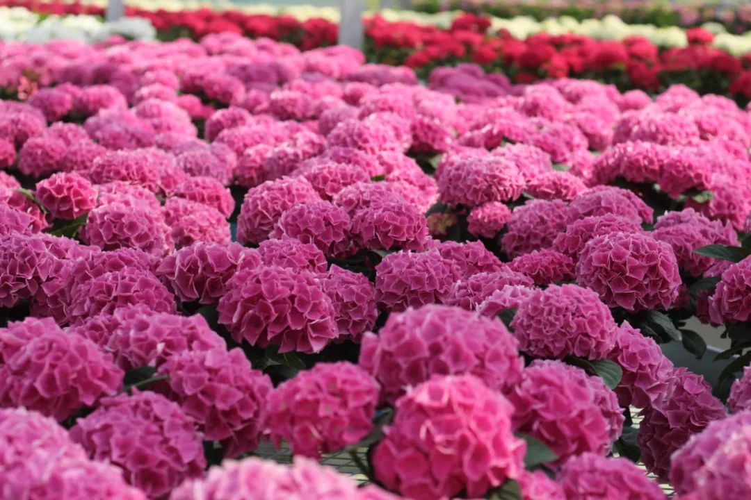 身边一抹蓝,最美蓝色绣球