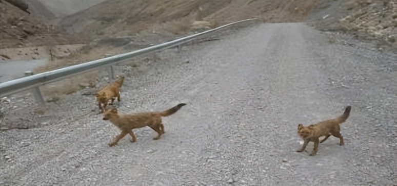 祁连山发现猛兽,祁连山发现的雪豹