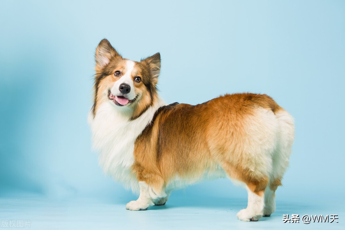 最适合家庭饲养的小型犬推荐,适合简单饲养的小型犬