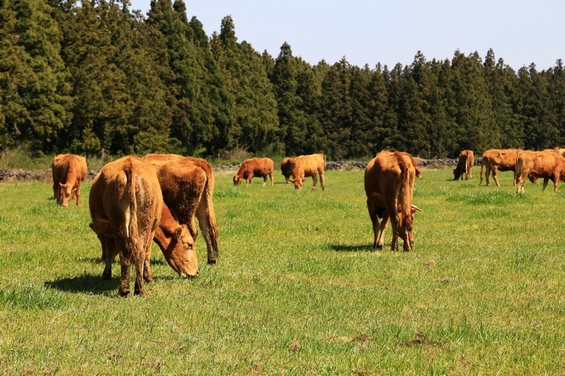 韩国人真的吃不起肉和水果吗,韩国人到底吃不吃得起肉