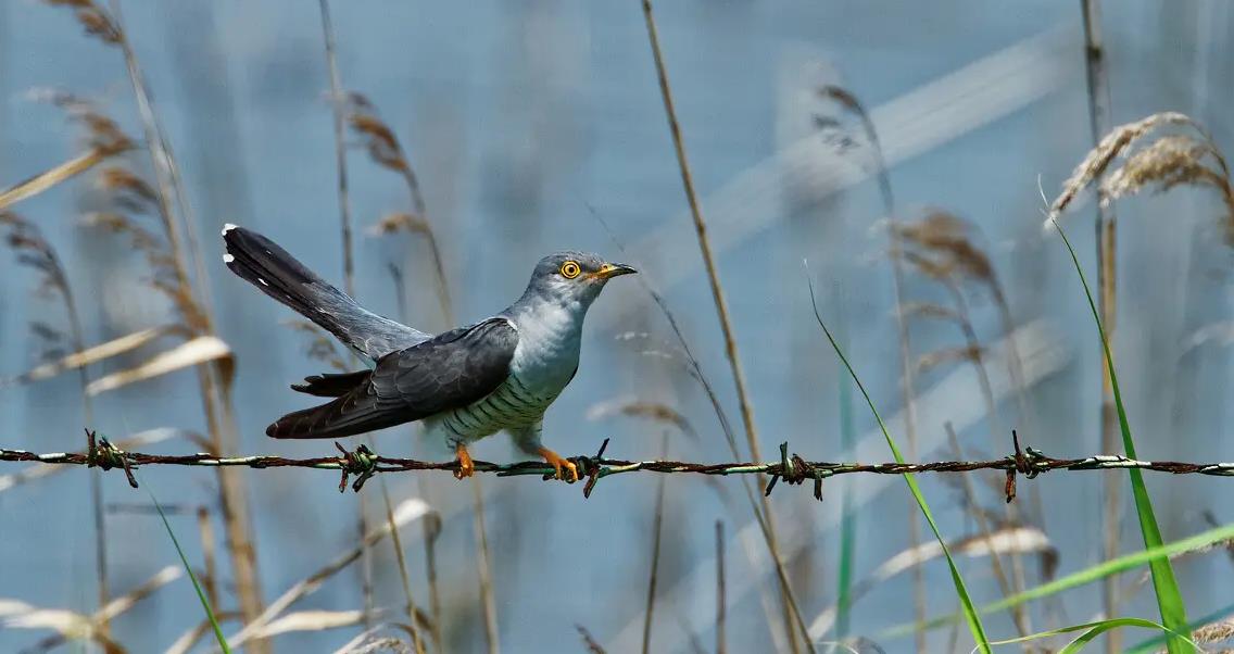 「二十四节气」仓颉造字，天降谷雨，百鬼夜哭，是真的吗？
