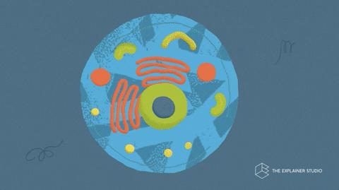 干细胞能治过敏性鼻炎吗,间充质干细胞治疗鼻炎价格