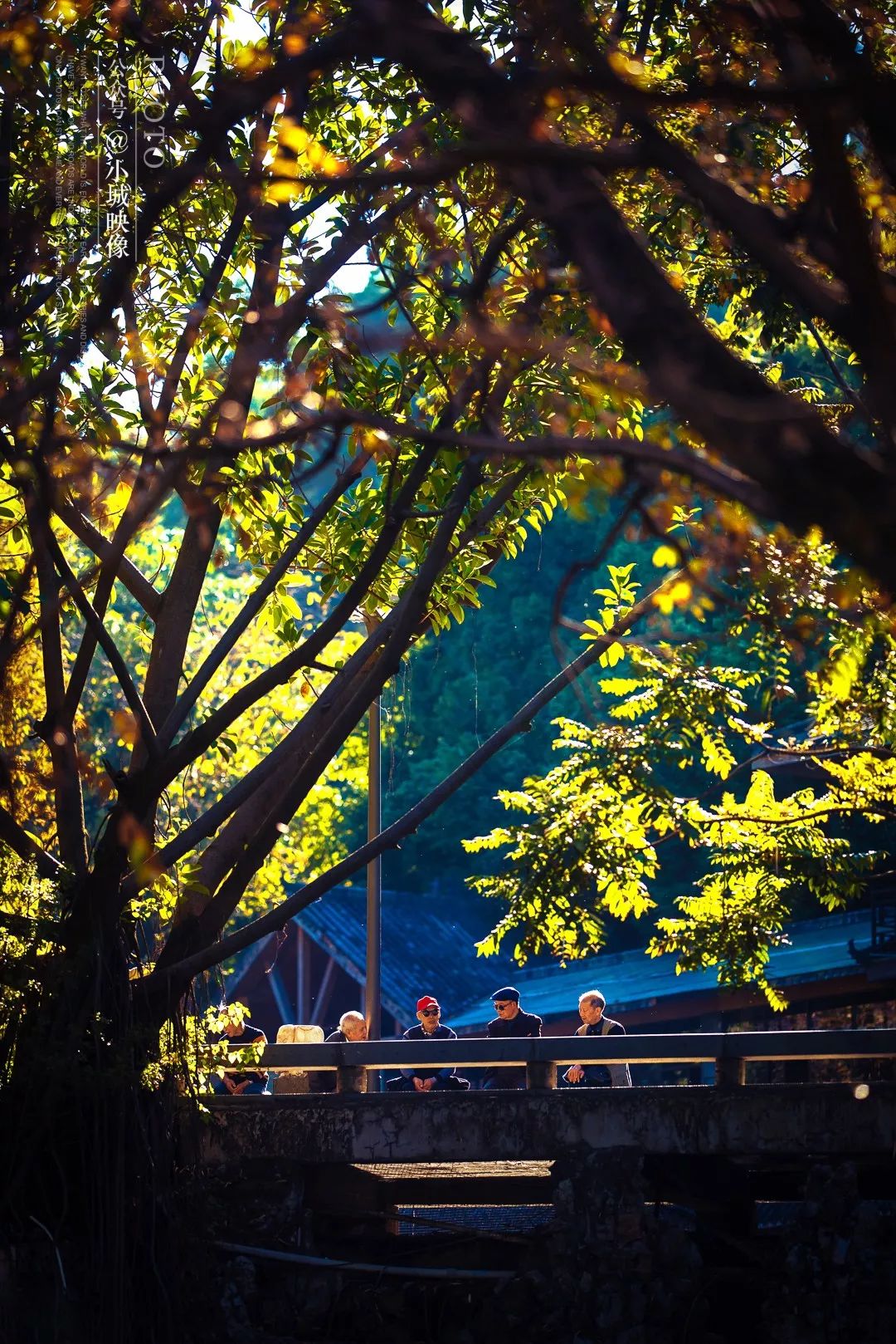 攀枝花是一种什么花,什么是攀枝花铁树