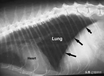 猫咪传腹治疗大概需要多少钱,猫咪疑似猫传腹但是饮食正常
