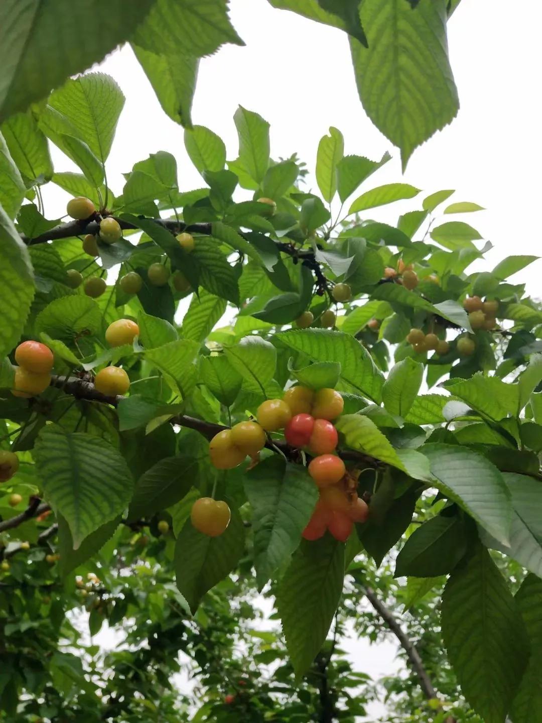 为啥智利车厘子有贵有便宜的 (为什么近期智利车厘子那么多)