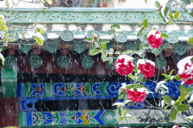 高雅有诗意的山茶花名字,山茶花之美的古诗词