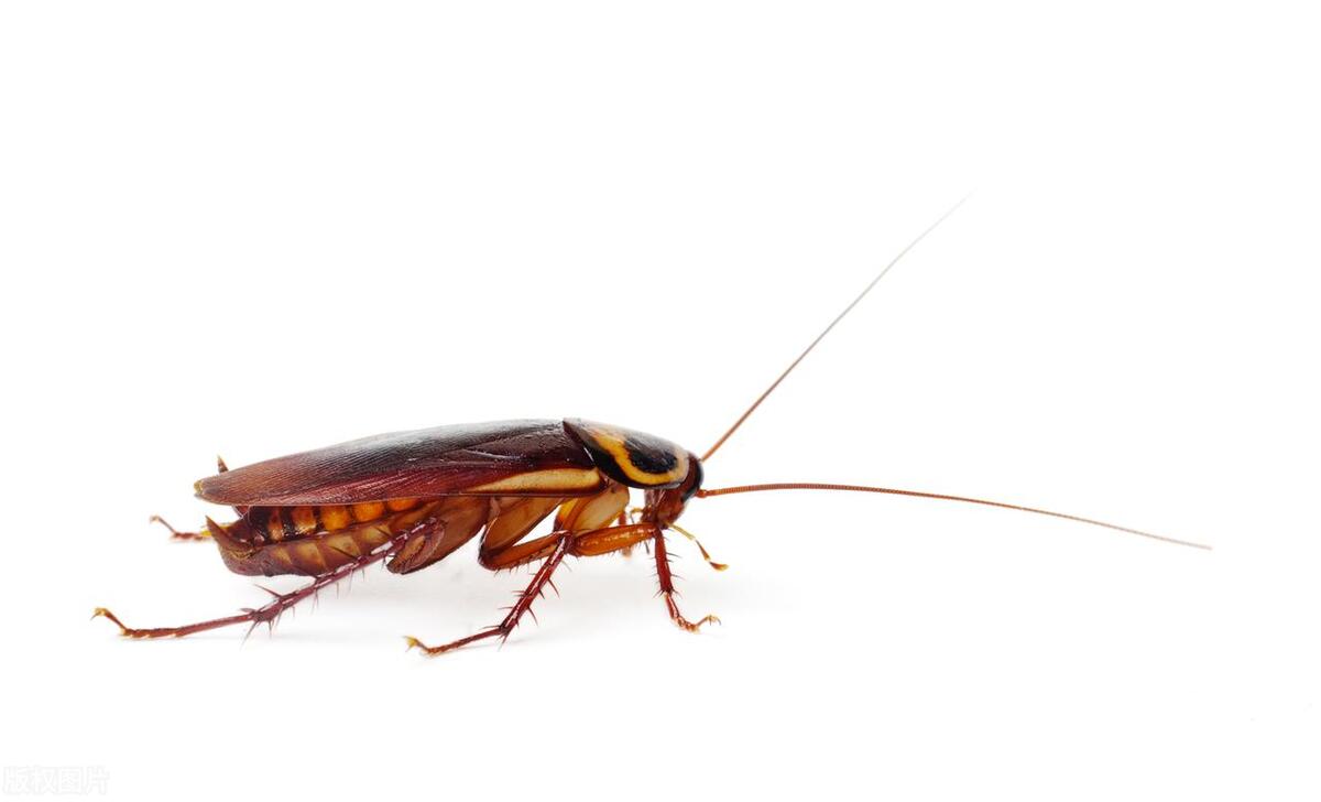 寝室除蟑螂妙招,敌敌畏除蟑螂妙招