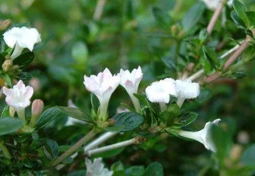 霜天晓角全诗,霜天晓角50首