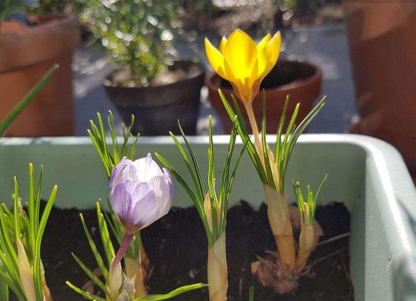 什么种球适合冬天开花,适合冬季种植的种球花卉