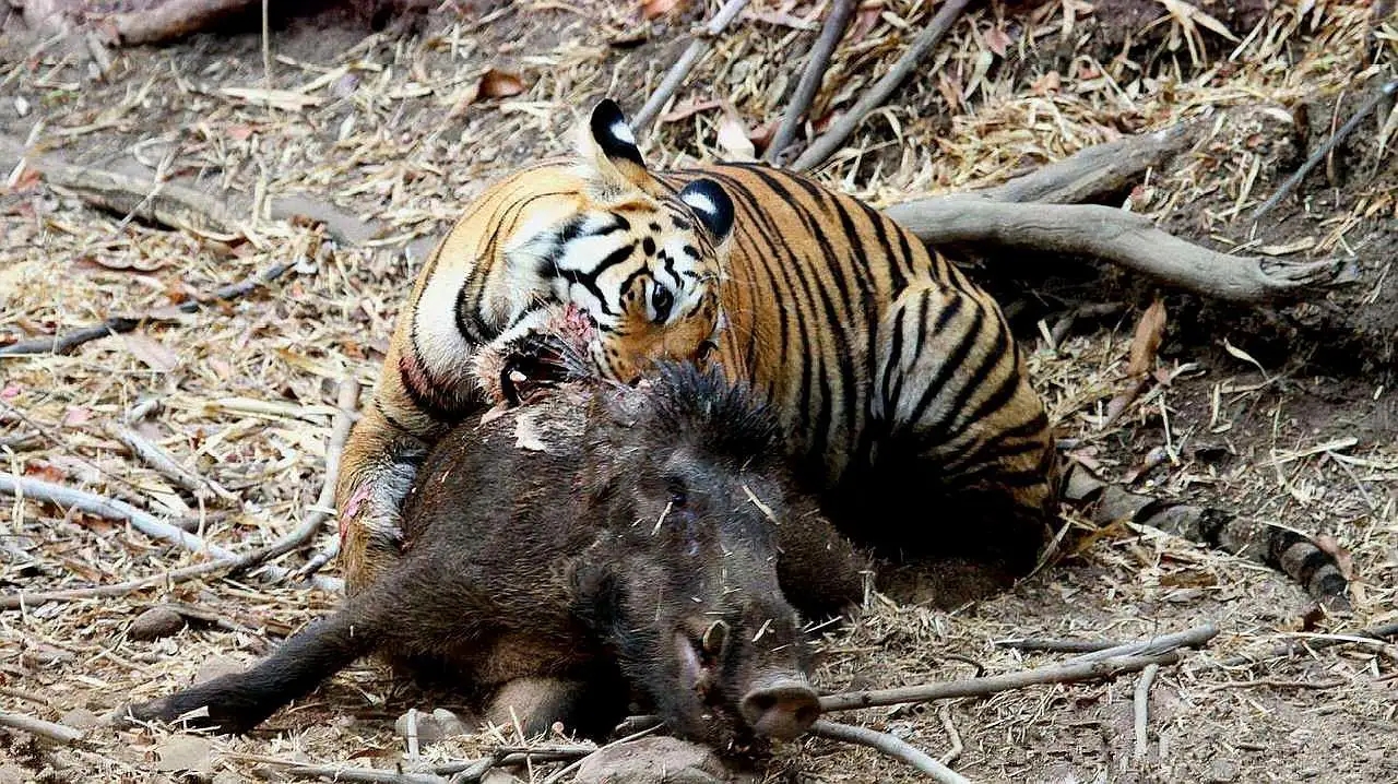 老虎豹子都会洗澡为什么猫不会,老虎为什么不会爬树猫会爬