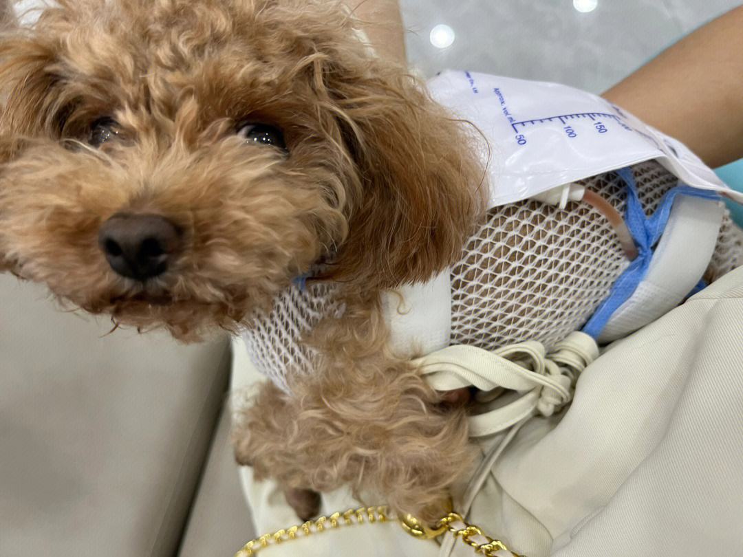 家养的小泰迪需要驱虫吗,家养泰迪攻略