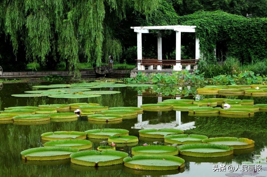 西双版纳中科院热带植物园王莲,在国家植物园畅游自然和古韵